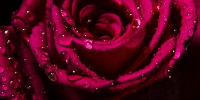 750x1334 Red rose, petals, water droplets, black background 750x1334 iPhone 8