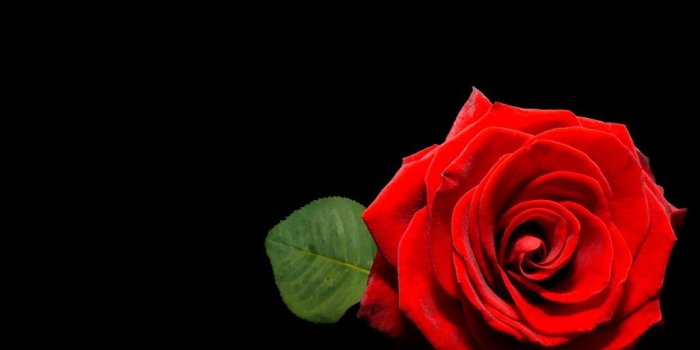 1024x768 Love Nice Red Flower Black Rose Wallpaper Iphone 6 | Style24x7