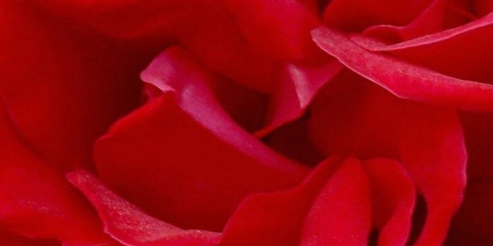 1080x1920 Rose Wallpaper for iPhone (87+ images)