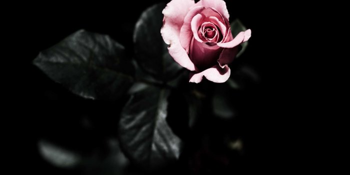 2880x1800 Black Rose Wallpaper Hd (27+ images) on Genchi.info