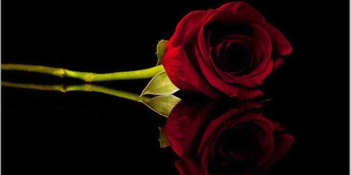 1289x809 Top 17 black rose wallpapers download free - PicsBroker.com