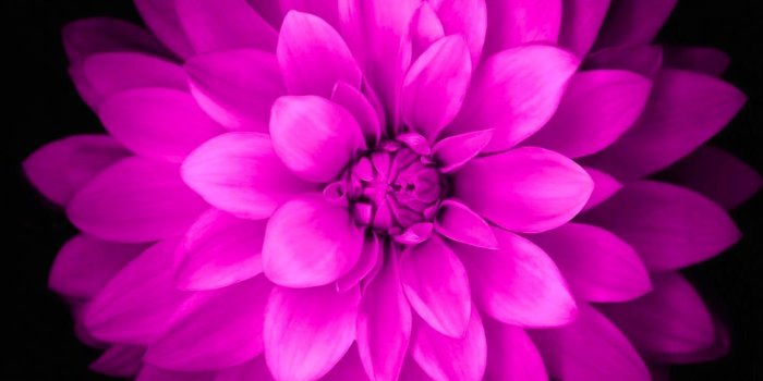 1398x2592 Black Flower Background Iphone - Flowers Healthy
