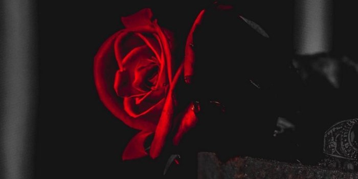 800x1420 Download wallpaper 800x1420 rose, red, black, contrast, flower