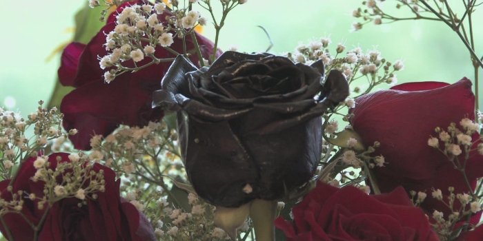 1920x1080 Black Rose Wallpaper HD