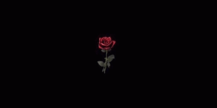 750x1334 Download Black Rose Iphone Wallpaper(45+) - Free Desktop Backgrounds