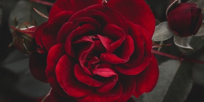 800x1420 30 Red Rose iPhone Wallpapers - WallpaperBoat