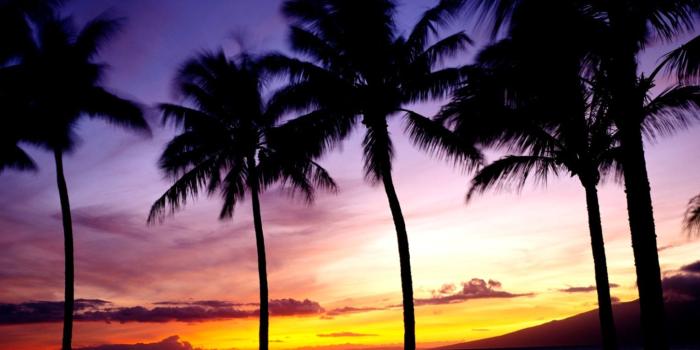 1528x997 Sunset Palm Tree Wallpaper | Wallpapers Background