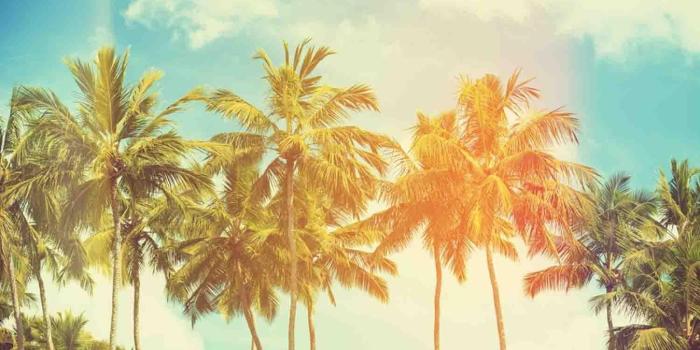 1350x900 Palm Trees Wallpapers