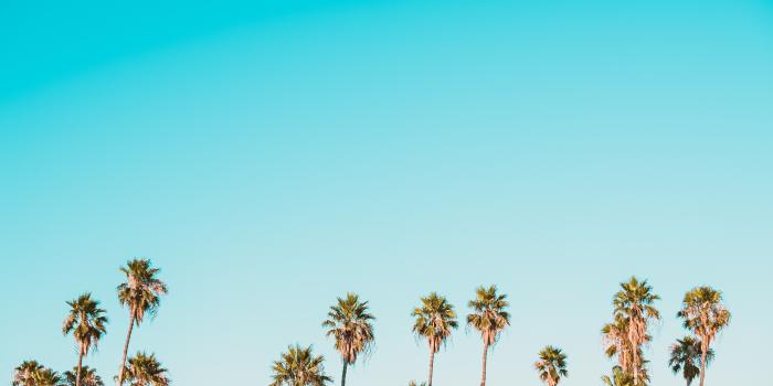 4240x2832 corey agopian palm trees beautiful picture