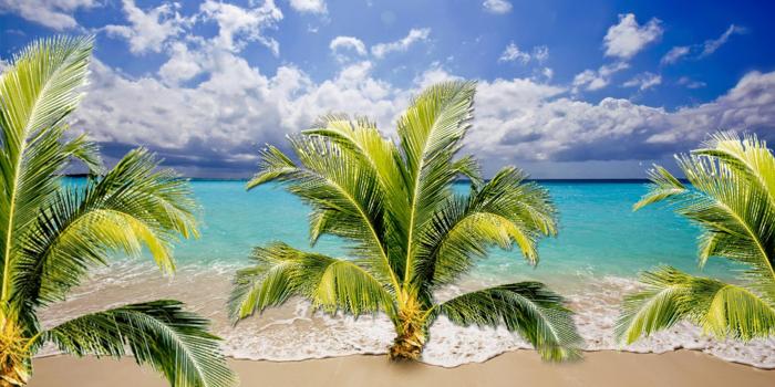 1920x1080 Palm Tree Desktop Wallpaper 30807 - Baltana