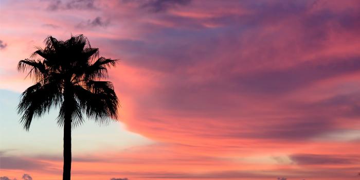 1920x1200 Palm Tree Desktop Wallpaper - (56+ images)