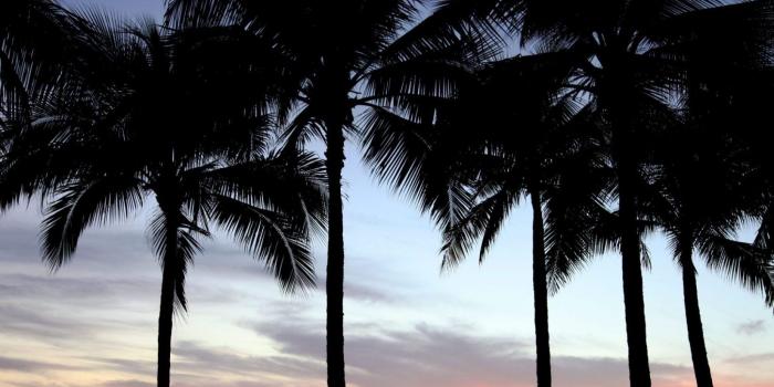 1650x1101 Free Desktop Background: Palm Trees at Sunset