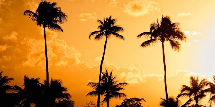 1920x1200 10 Best Palm Trees Wallpaper Hd FULL HD 1080p For PC Background 2019