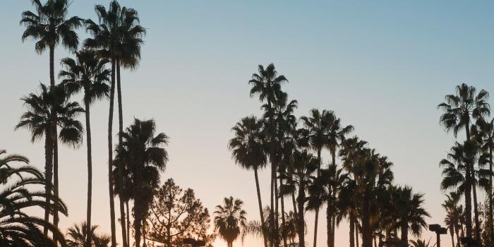 2048x1536 2018 Wide HD Palm Tree Wallpaper Desktop