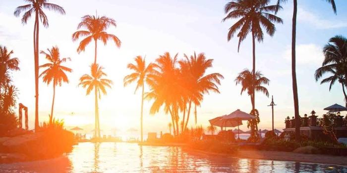 900x900 High Quality HD Palm Tree Desktop Wallpapers