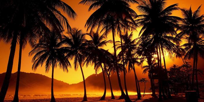 1920x1080 Palm Tree Computer Wallpaper on MarkInternational.info