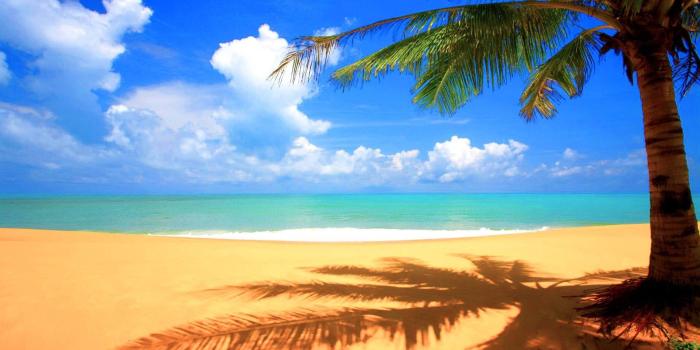 1920x1200 Palm Tree Beach Wallpapers (72+ background pictures)