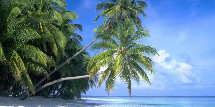 1920x1080 beach-palm-tree-wide-wallpapers-car-pictures-trees-beach-wallpaper