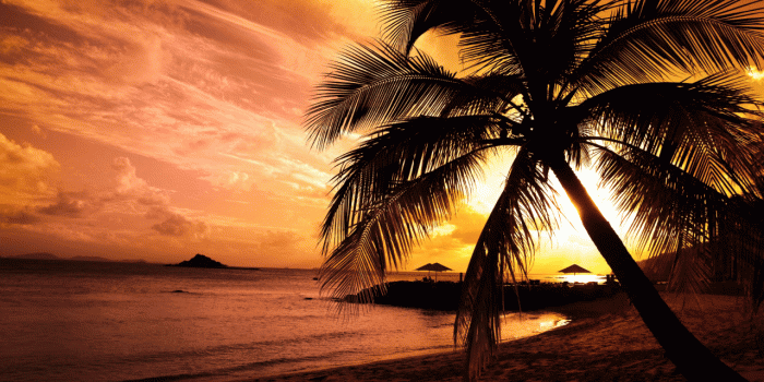 1280x800 Palm Tree Sunset Desktop Wallpaper #2864 - Ongur