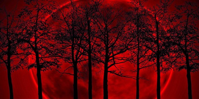 1920x1080 HD wallpaper: full moon, red, black, trees, night, fantasy, red sky