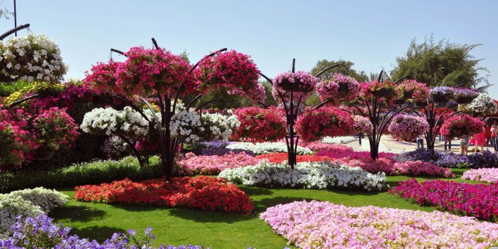 3808x2056 Beautiful Rose Garden Wallpapers