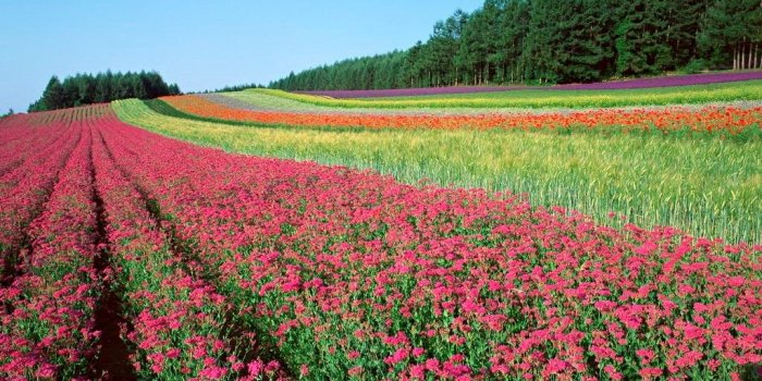 1024x768 Most Beautiful Flowers Wallpapers Desktop Danasrhp - Beautiful