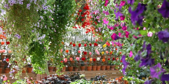 1024x768 Flowers 13677 - Flower Wallpapers - Flowers