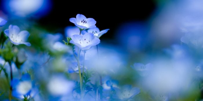 1680x1050 Wallpapers - Free Pic Blog