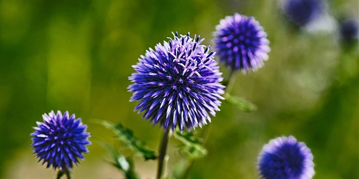 1500x999 Buy Natural Blue Flower Paper Print, Exotic, Professional