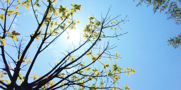 3264x2448 3069540 beautiful, blue sky, fresh, leaves, life, nature, nature