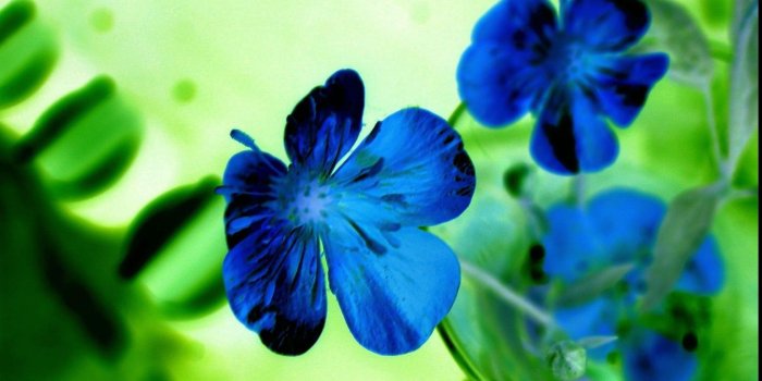 1920x1080 Get Beautiful Blue Flowers HD Desktop Wallpaper HD Desktop Wallpaper