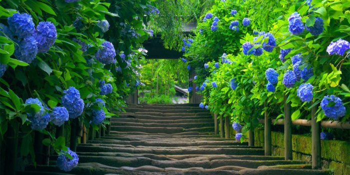 1600x900 Beautiful Blue Flower Nature HD Wallpaper - HD Wallpaper & Desktop