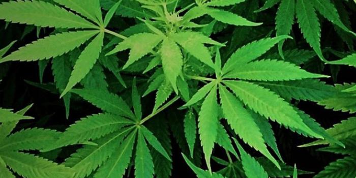 1440x2560 Weed 3D Wallpaper (47+ images)