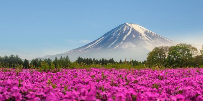 3840x2160 Mountain Fuji Japan Shibasakura Pink Color Flower 4k Ultra Hd