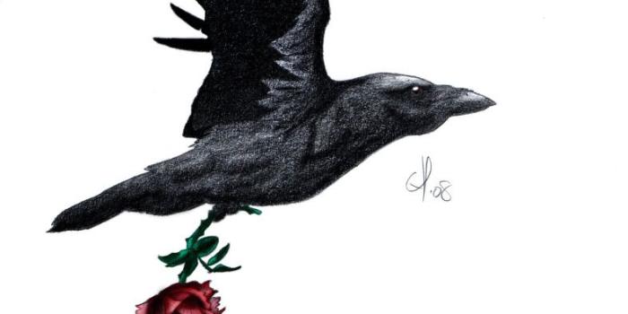 786x1023 Carey Case on tat possibilities | Raven tattoo, Tattoos, Claw