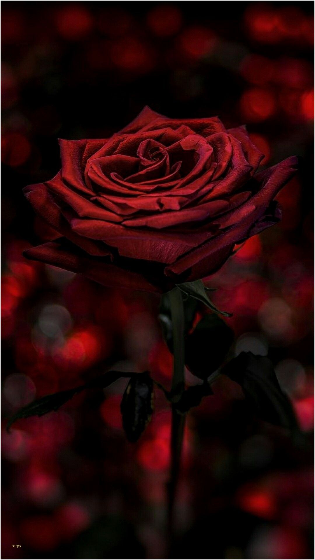 1080x1920 Black Roses Wallpaper Awesome Pin By Anita Torrez On - Dark