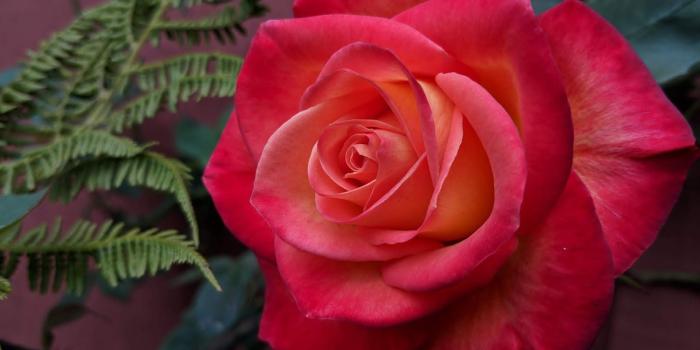 1600x1200 Raven Ridge Gardens: The Rose with No Name