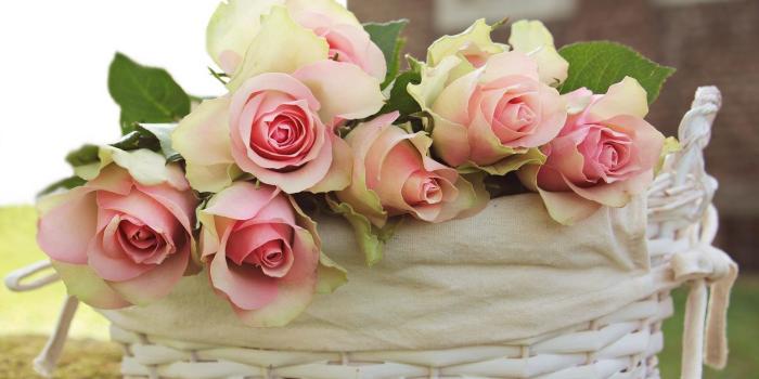 1920x1080 rose + raven – out of place and time