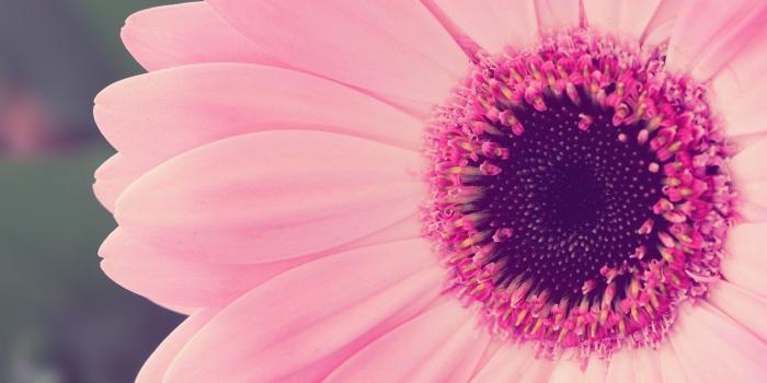 1920x1200 Flower | Photography in 2019 | Laptop wallpaper, Daisy wallpaper