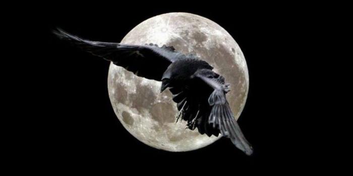 1920x1080 Wallpaper's Collection: «Raven Wallpapers»