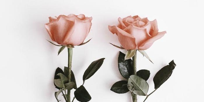 736x1104 Raven Icarus on Fashion in 2019 | Flower aesthetic, Flower