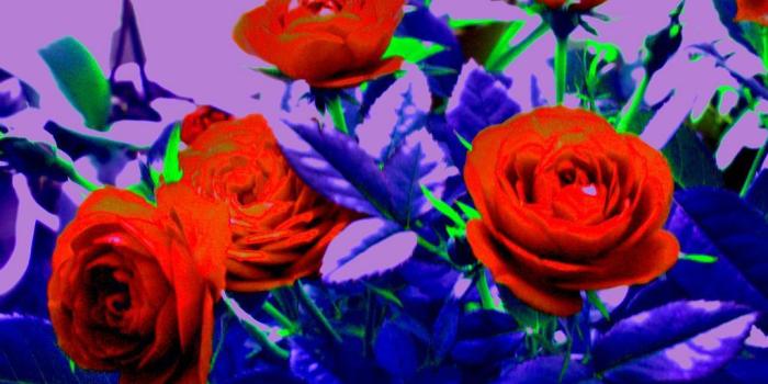 1024x768 65+ Trippy Rose Wallpapers - Download at WallpaperBro