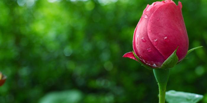 1920x1080 Beautiful Rose Blue Titans Raven Teen Title Wallpaper Spots Photos