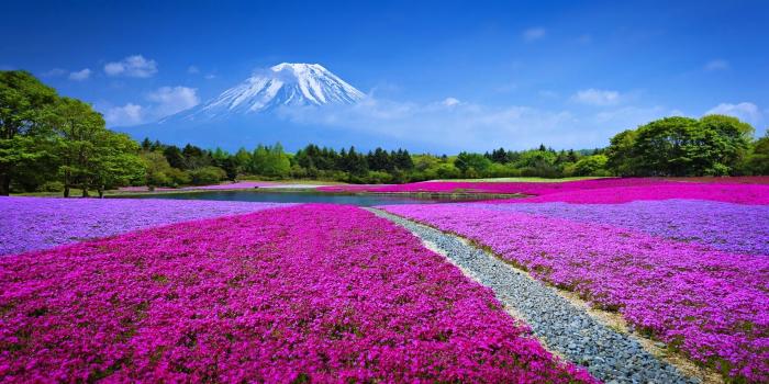 3840x2160 Spring Field With Flowers Mountain Fuji Blue Japan Landscape