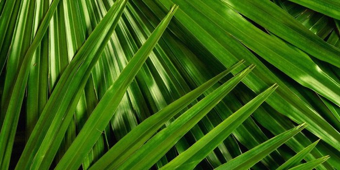 1280x1024 47+] Palm Leaves Wallpaper on WallpaperSafari