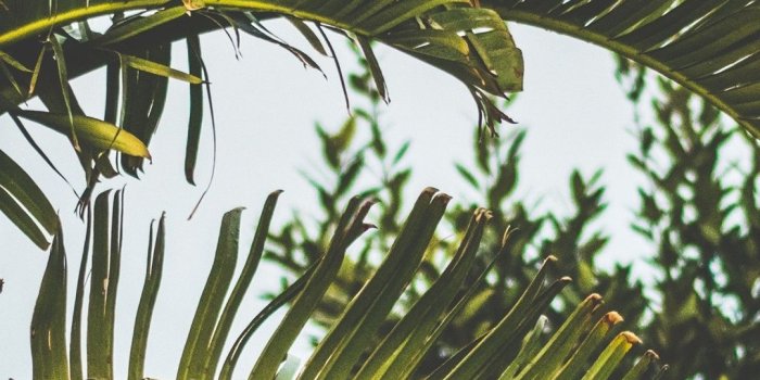 1080x1920 Palm trees, leaves 1080x1920 iPhone 8/7/6/6S Plus wallpaper