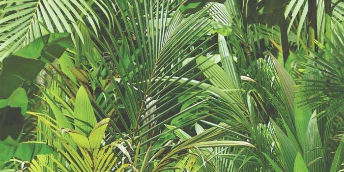 1000x1000 Details about Tropical Jungle Palm Leaves Wallpaper Vinyl Leaf Trees Green  Botanical Floral