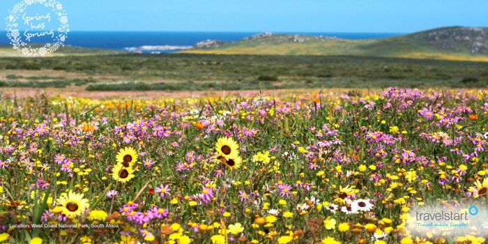 1980x1080 Spring Wallpaper: Get Giddy Amid The Gazanias On The West Coast