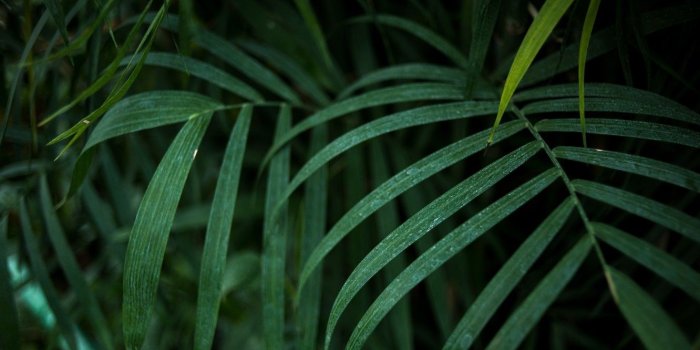 1332x850 Wallpaper summer, nature, tropics, Palma, tree, heat, moisture, palm