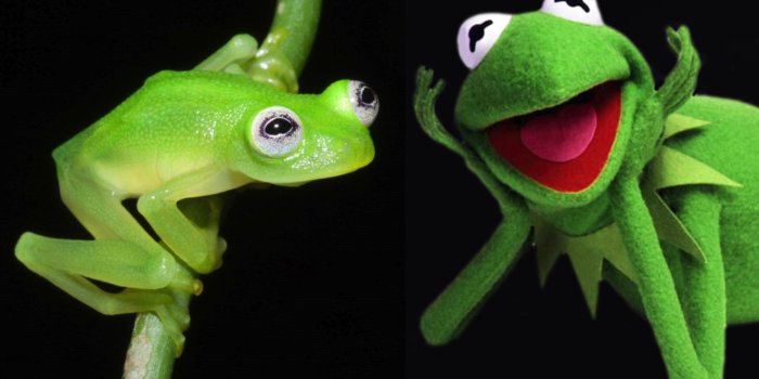 1920x1080 Newly discovered frog species looks just like Kermit